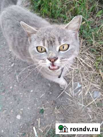 Кошки в добрые руки бесплатно Галич - изображение 1