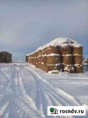 Сено рапсовое Чебаркуль