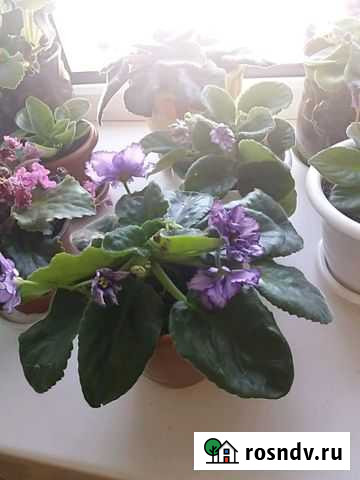 Фиалки Бузулук - изображение 1