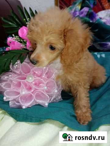 Девочка Той-пудель Мурманск - изображение 1