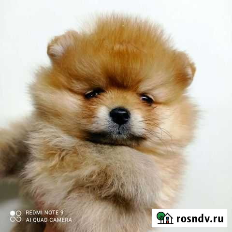 Щенки шпица девочки Пермь - изображение 1