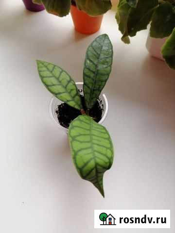 Хойя Калистофилла Верхняя Пышма - изображение 1