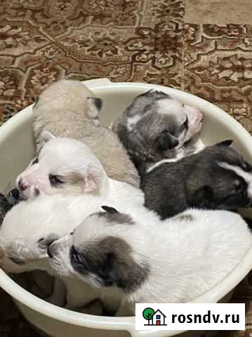 Щенки хаски бесплатно Никольское - изображение 1