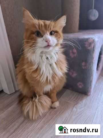 Кот Феникс в руки надёжных хозяев Россошь - изображение 1