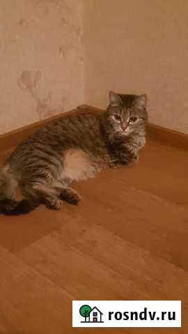 Кошка Норильск - изображение 1