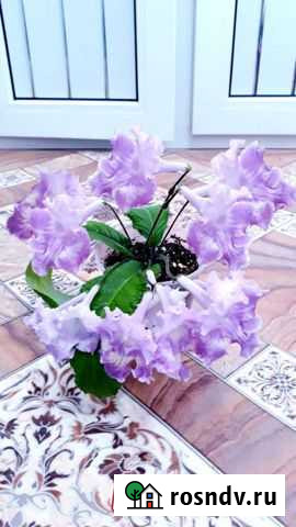 Стрептокарпусы Стерлитамак - изображение 1