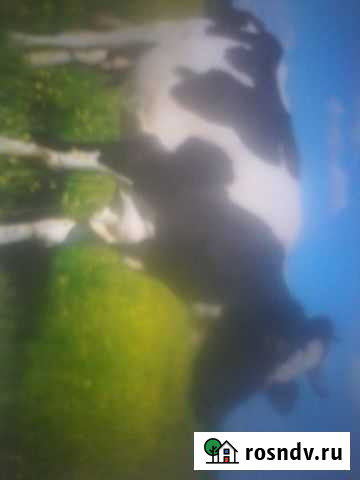 Корова Селихино - изображение 1