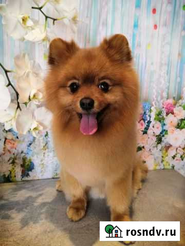 Случка Немецкий шпиц Первоуральск - изображение 1