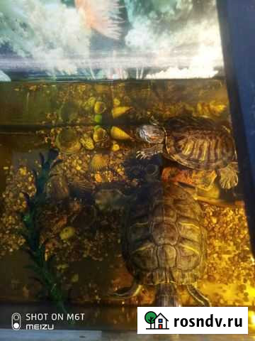 Красноухая черепаха Елец - изображение 1