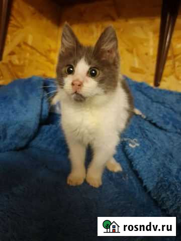 Малвшка фанти4а 2 месяца в дар Кипень - изображение 1