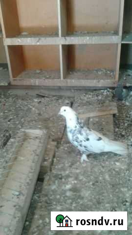 Голуби Одинцово - изображение 1