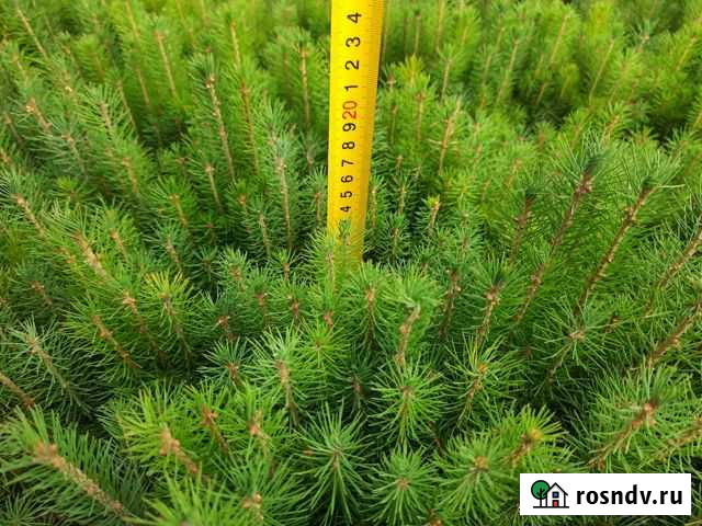 Сеянцы ели Киров - изображение 1