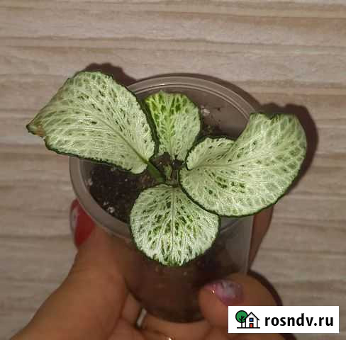 Комнатные растения Тюмень - изображение 1