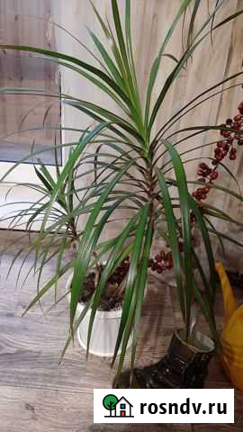 Драцены Альметьевск - изображение 1