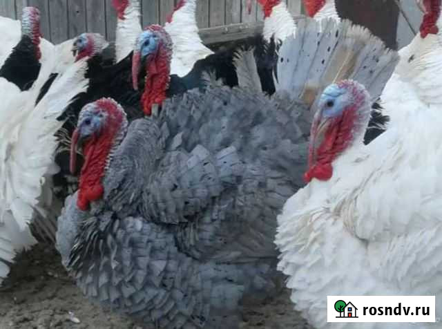 Яицо индюшки Вологда - изображение 1