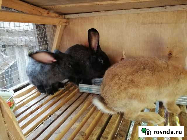 Кролики Николаевка - изображение 1