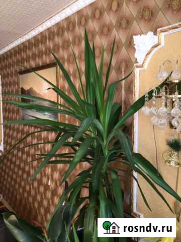 Пальма Юкка больше метра в высоту Киров - изображение 1