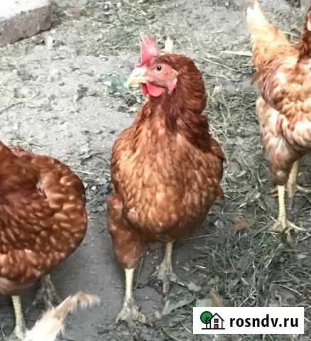 Куры Ессентукская - изображение 1