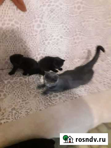 Котята в добрые руки Тверь - изображение 1