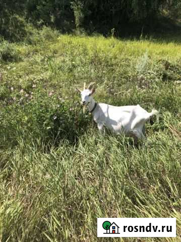 Навоз козий Сызрань - изображение 1