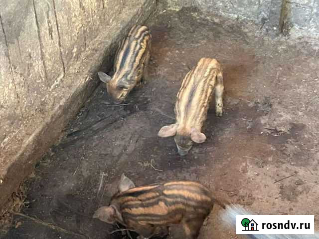 Поросята венгерской мангалицы Заокский - изображение 1