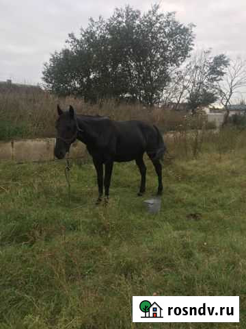 Жеребец Икон-Халк - изображение 1