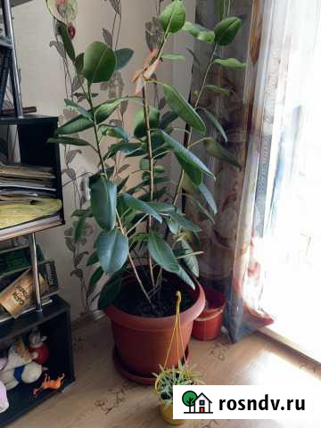 Фикус Чита - изображение 1