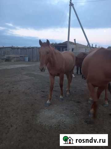 Лошадь Элиста - изображение 1