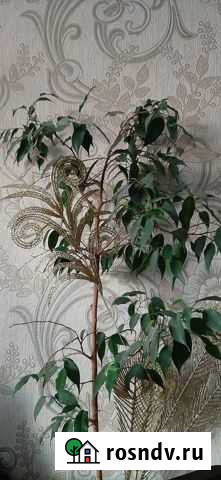 Фикус бенджамина Смоленск - изображение 1