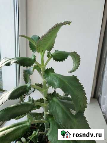 Каланхоэ лечебное Хабаровск - изображение 1