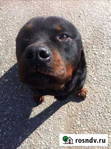 Розвязан Жених ищет невесту Евпатория - изображение 1