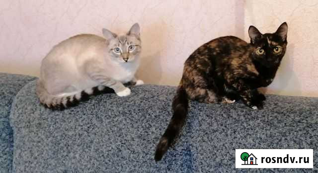 Кошка Екатеринбург - изображение 1