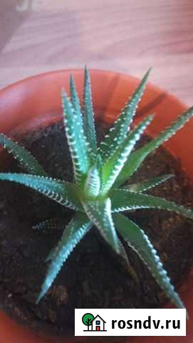 Хавортия Сковородино - изображение 1