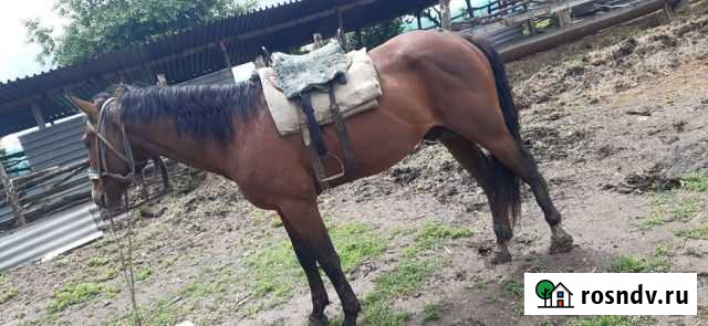 Лошадь Майский - изображение 1