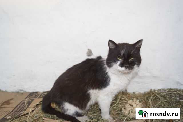 Борис ищет дом Валуйки - изображение 1