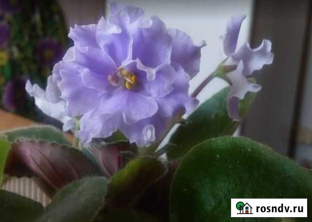 Фиалка Йошкар-Ола - изображение 1