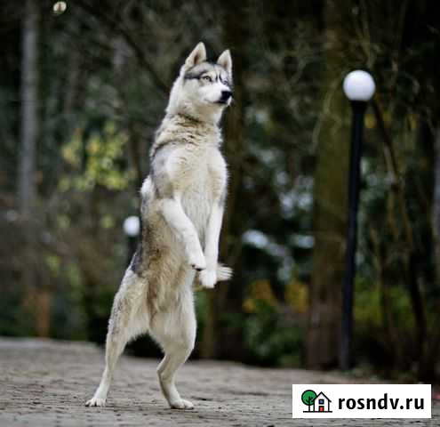 Сибирский хаски Лесной Городок - изображение 1