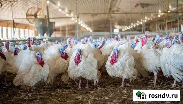 Индюки Малка - изображение 1