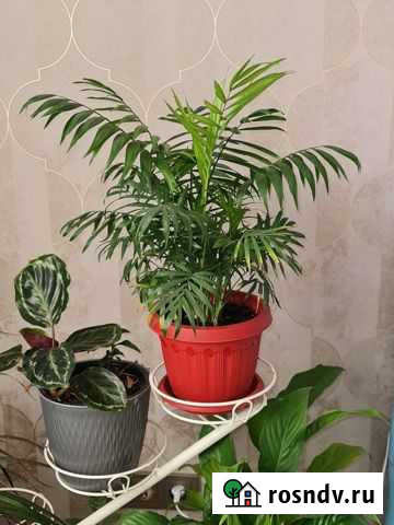 Хамедория Махачкала - изображение 1