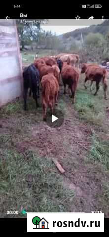 Коровы Касумкент - изображение 1