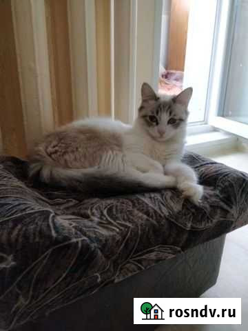 Девочка, 1 год, стерелизована Уфа - изображение 1