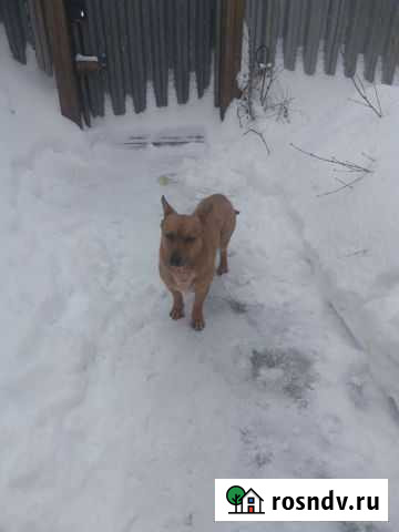 Собака в добрые руки Оренбург - изображение 1