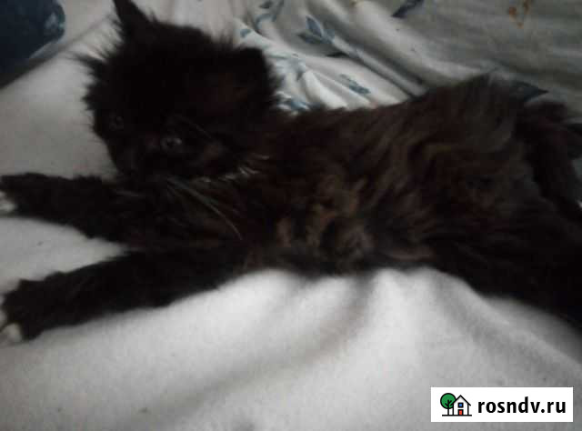 Кошка Донской - изображение 1