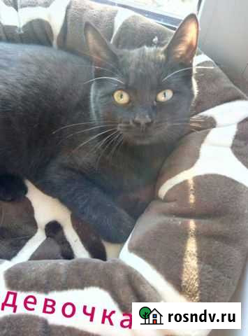Красивая черная кошечка Старый Крым - изображение 1