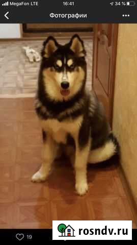 Сибирский хаски Новый Уренгой - изображение 1