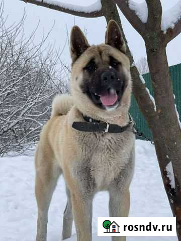 Собака для вязки Путятино - изображение 1