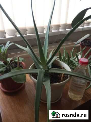 Алоэ Вологда - изображение 1