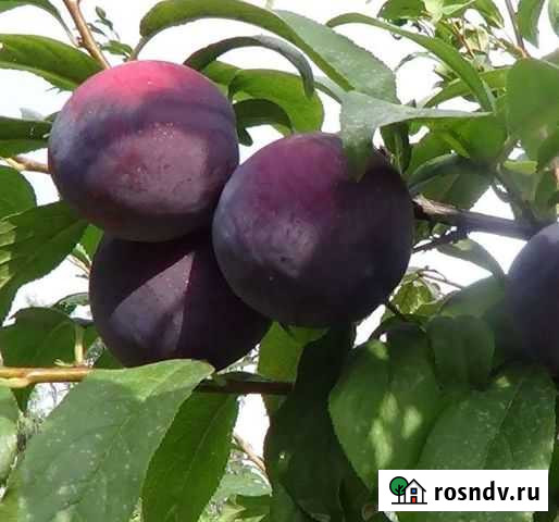 Саженцы сливы Анжелино Нальчик - изображение 1