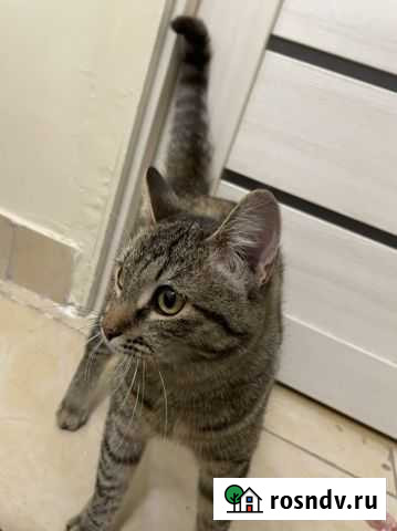 Кошка в добрые руки Уфа - изображение 1