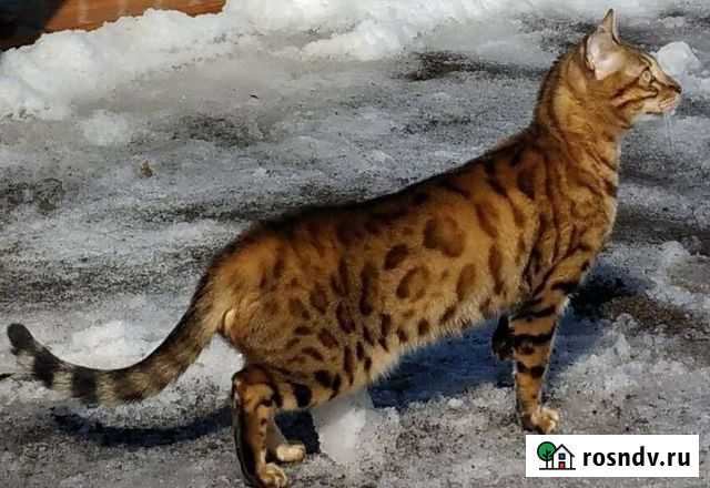 Бенгальская кошка Шарлык - изображение 1